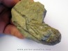MECOCHIRUS MAGNA (2)