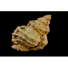 BURSA TUBEROSA - Burdigalien - Le Peloua, FRANCE