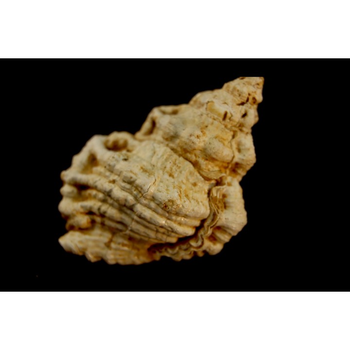 BURSA TUBEROSA - Burdigalien - Le Peloua, FRANCE