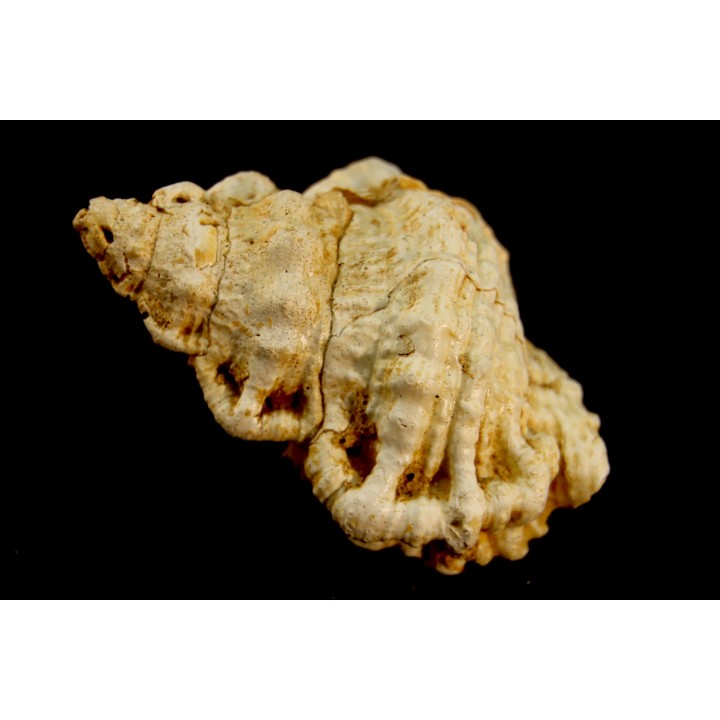 BURSA TUBEROSA - Burdigalien - Le Peloua, FRANCE