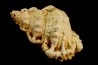 BURSA TUBEROSA - Burdigalien - Le Peloua, FRANCE