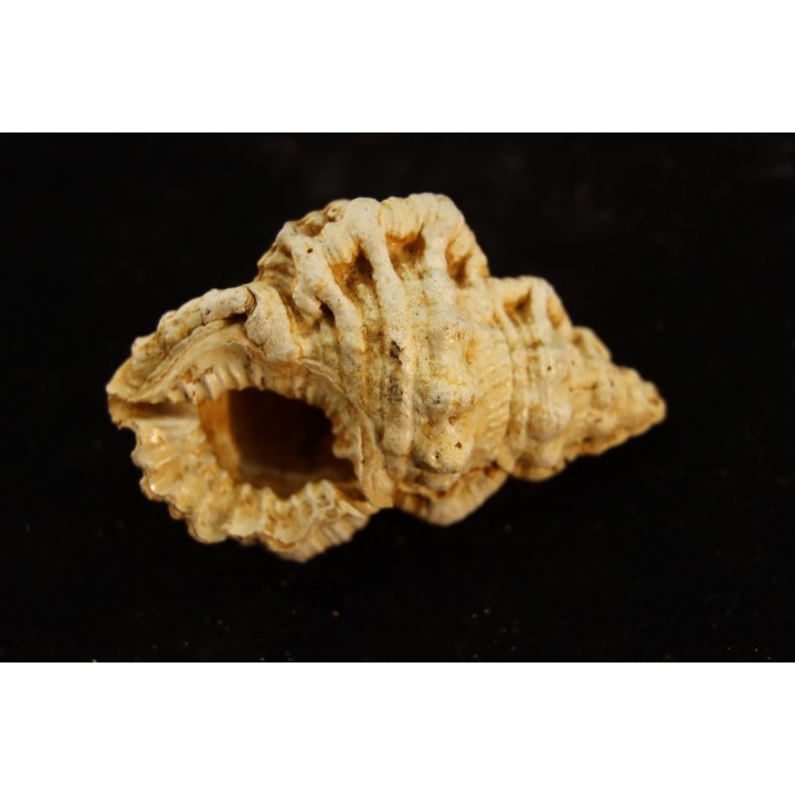 BURSA TUBEROSA - Burdigalien - Le Peloua, FRANCE
