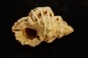 BURSA TUBEROSA - Burdigalien - Le Peloua, FRANCE