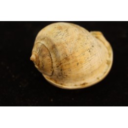 CASSIS GRATELOUPI - Burdigalien - Le Peloua, FRANCE
