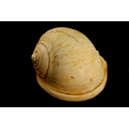 CASSIS GRATELOUPI - Burdigalien - Le Peloua, FRANCE