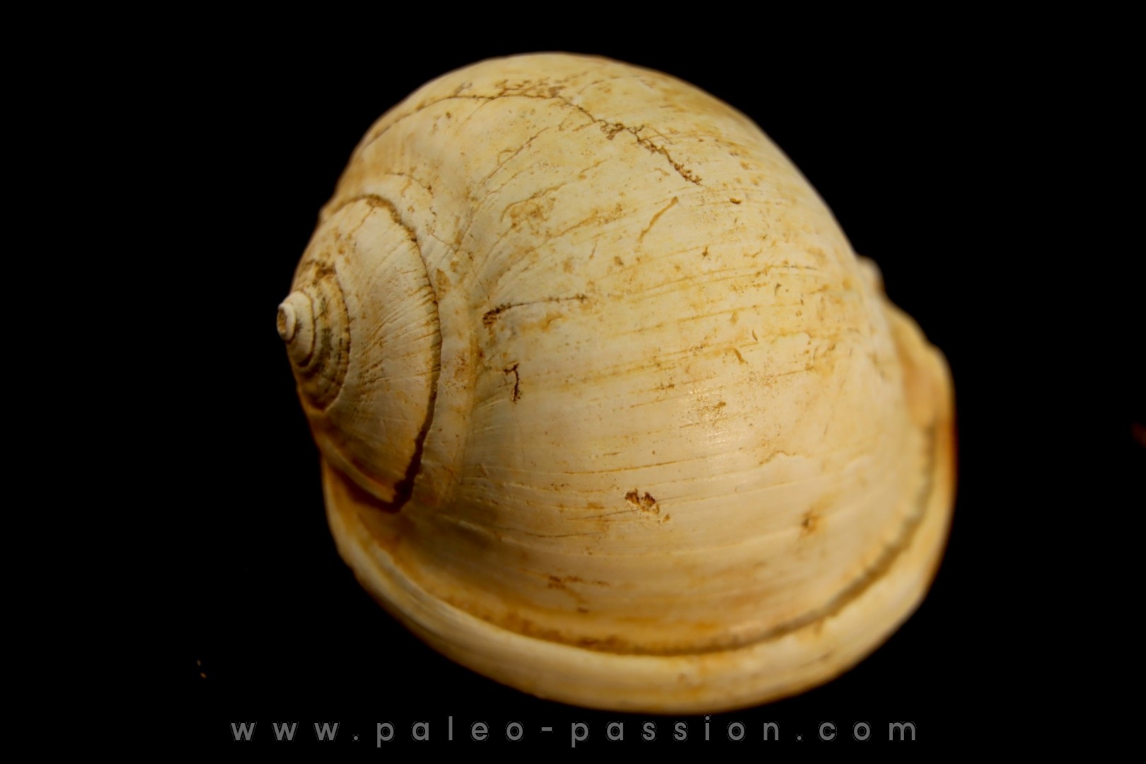 CASSIS GRATELOUPI - Burdigalien - Le Peloua, FRANCE