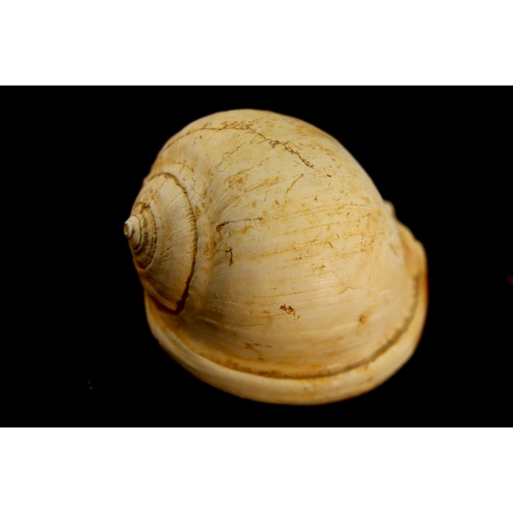 CASSIS GRATELOUPI - Burdigalien - Le Peloua, FRANCE
