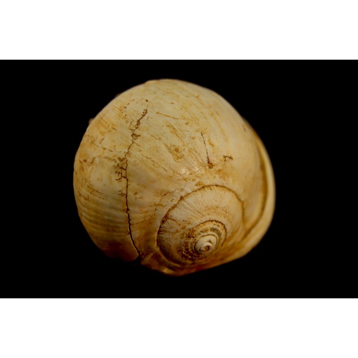 CASSIS GRATELOUPI - Burdigalien - Le Peloua, FRANCE