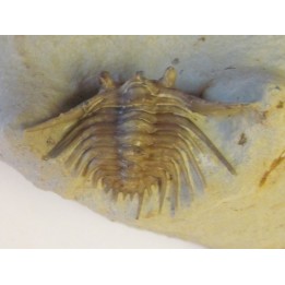 KETTNERASPIS WILLIAMSI (2)