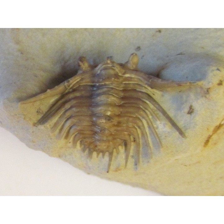 KETTNERASPIS WILLIAMSI (2)