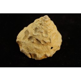 XENOPHORA DESHAYESI - Burdigalien - Le Peloua, FRANCE
