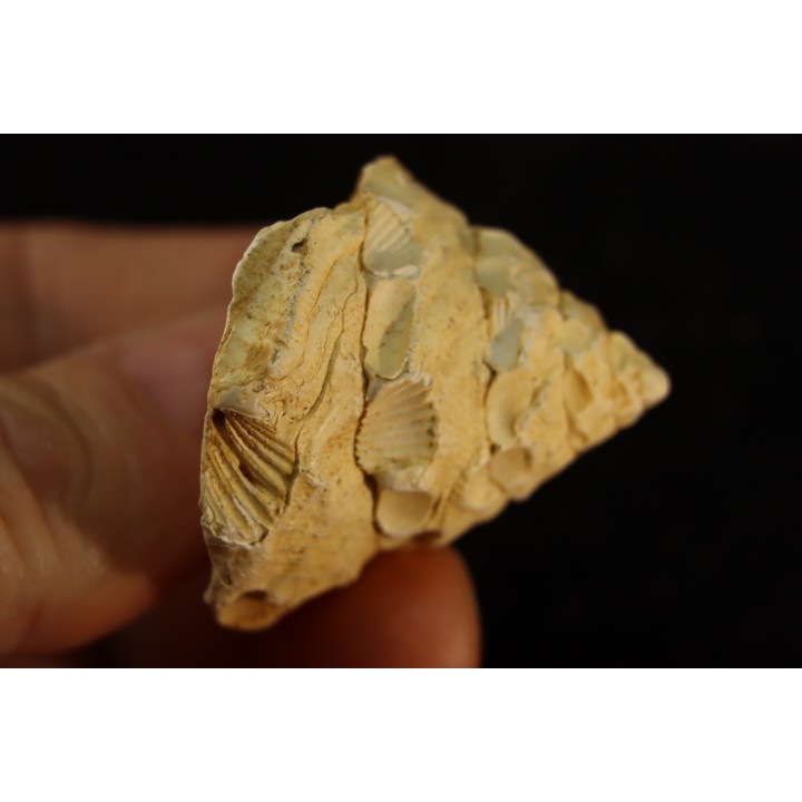 XENOPHORA DESHAYESI - Burdigalien - Le Peloua, FRANCE
