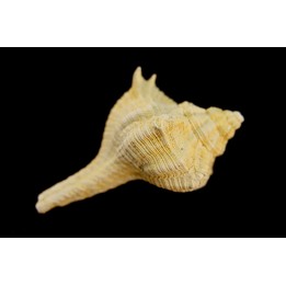 MUREX HAUDMUTICUS - Burdigalien - Le Peloua, FRANCE