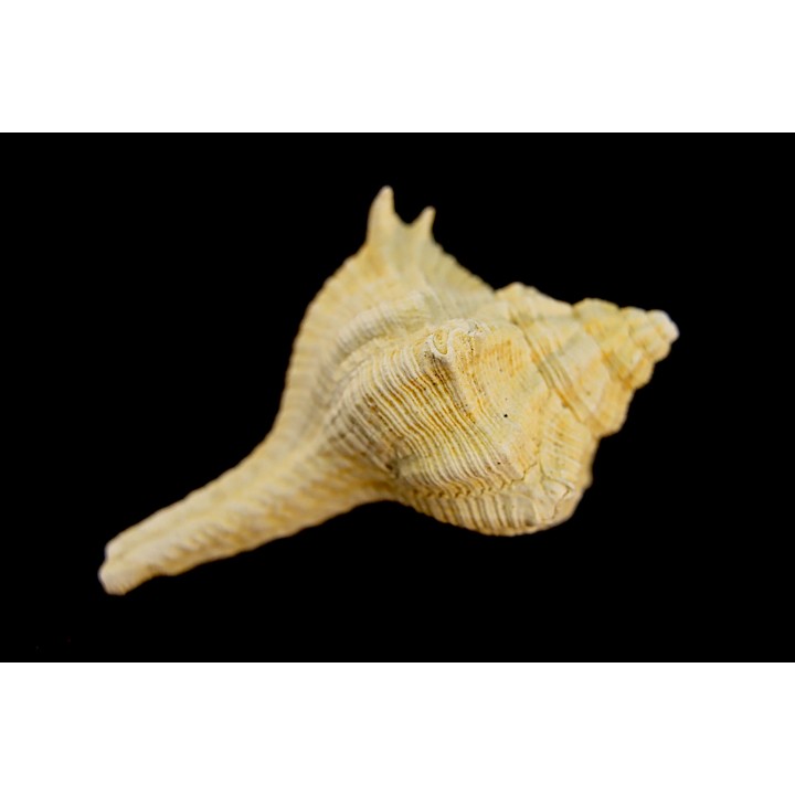 MUREX HAUDMUTICUS - Burdigalien - Le Peloua, FRANCE