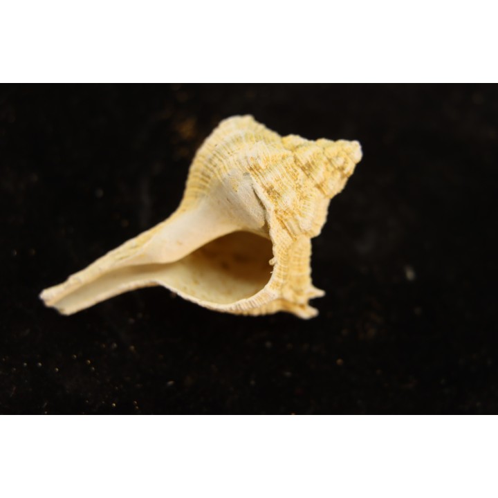 MUREX HAUDMUTICUS - Burdigalien - Le Peloua, FRANCE