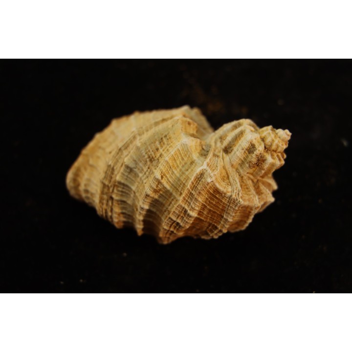 TRIGONOSTOMA ACUTANGATA - Burdigalien - Le Peloua, FRANCE