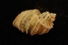 TRIGONOSTOMA ACUTANGATA - Burdigalien - Le Peloua, FRANCE