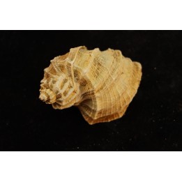 TRIGONOSTOMA ACUTANGATA - Burdigalien - Le Peloua, FRANCE