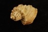 TRIGONOSTOMA ACUTANGATA - Burdigalien - Le Peloua, FRANCE