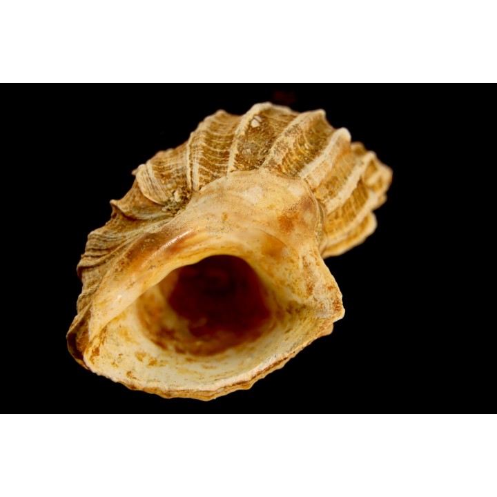 TRIGONOSTOMA ACUTANGATA - Burdigalien - Le Peloua, FRANCE