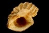TRIGONOSTOMA ACUTANGATA - Burdigalien - Le Peloua, FRANCE