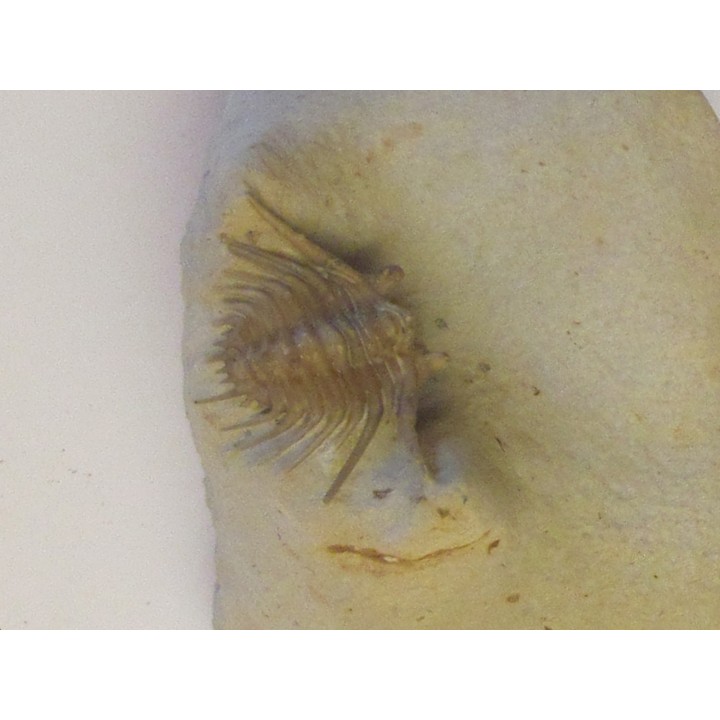 KETTNERASPIS WILLIAMSI (2)