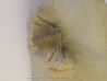 KETTNERASPIS WILLIAMSI (2)
