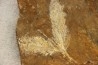 Association GINKGO CRANEI et PARATAXODIUM sp. - Paleocene - Sentinel Butte Fmt - Morton County, North Dakota - USA