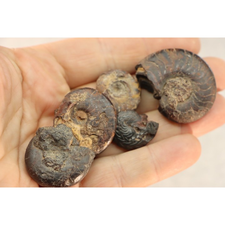 COLLECTION DE 5 GONIATITES EN LIMONITE - DEVONIEN - MAROC