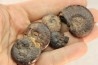 COLLECTION DE 5 GONIATITES EN LIMONITE - DEVONIEN - MAROC