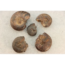 COLLECTION DE 5 GONIATITES EN LIMONITE - DEVONIEN - MAROC