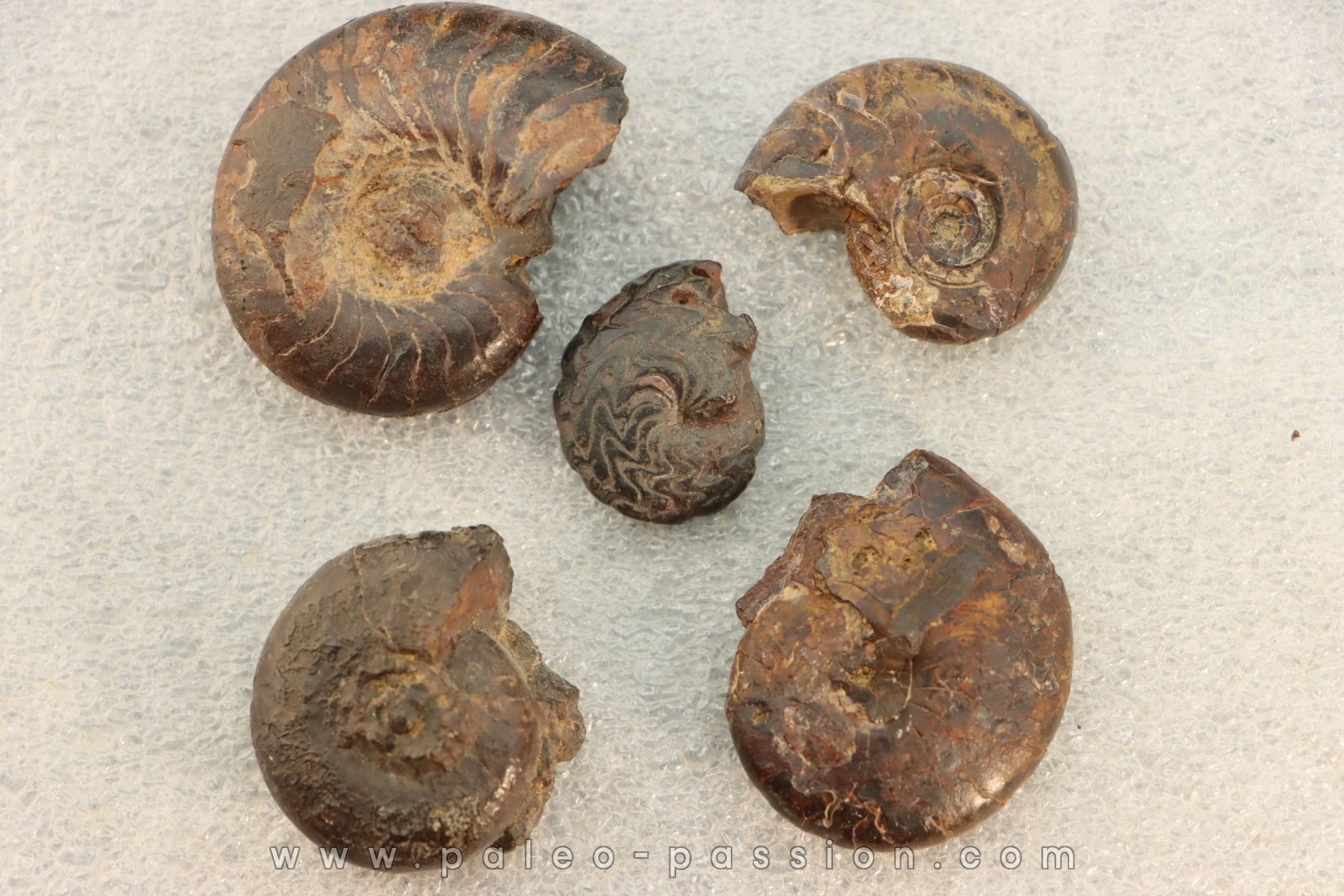 COLLECTION DE 5 GONIATITES EN LIMONITE - DEVONIEN - MAROC