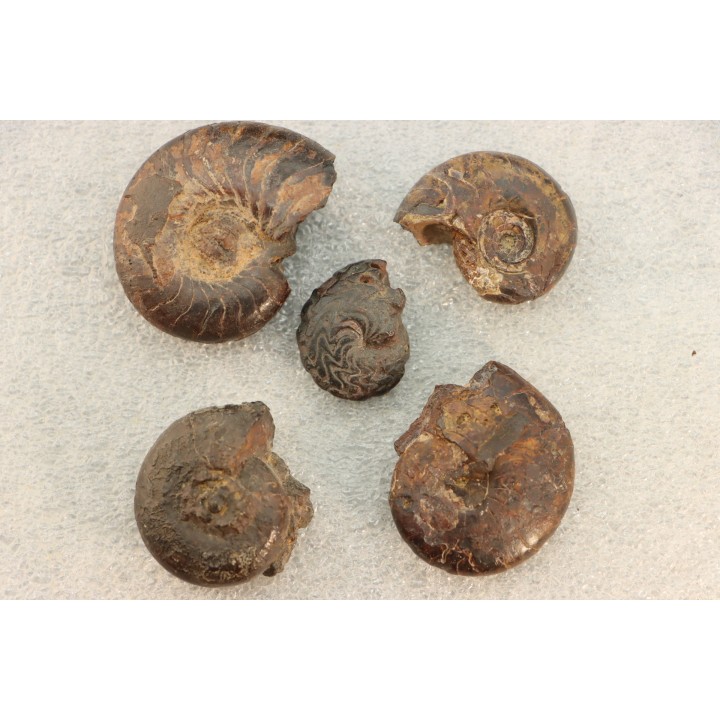 COLLECTION DE 5 GONIATITES EN LIMONITE - DEVONIEN - MAROC