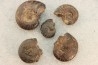 COLLECTION DE 5 GONIATITES EN LIMONITE - DEVONIEN - MAROC