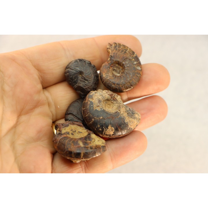 COLLECTION DE 5 GONIATITES EN LIMONITE - DEVONIEN - MAROC