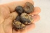 COLLECTION DE 5 GONIATITES EN LIMONITE - DEVONIEN - MAROC