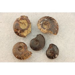 COLLECTION DE 5 GONIATITES EN LIMONITE - DEVONIEN - MAROC