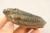 Colpocoryphe Rouaulti - Llandelien - Bretagne