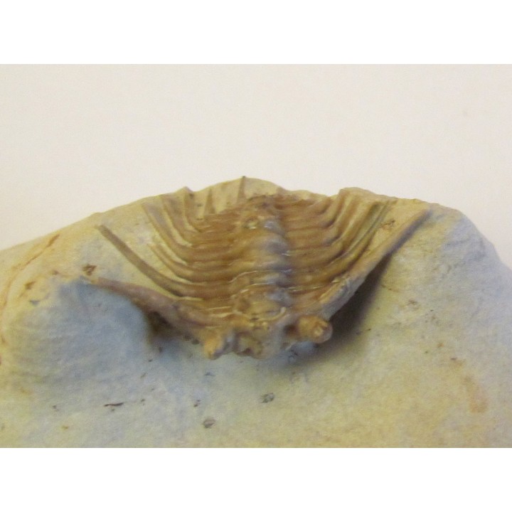 KETTNERASPIS WILLIAMSI (2)