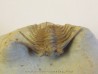 KETTNERASPIS WILLIAMSI (2)