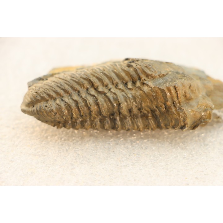 Colpocoryphe Rouaulti - Llandelien -  Britanny