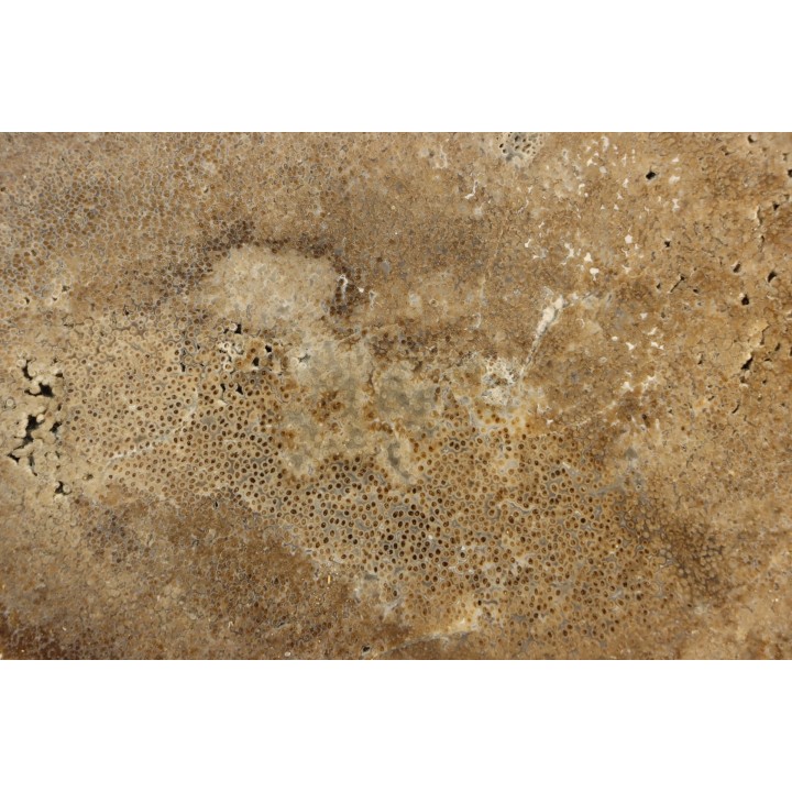 fossil wood - conifère - Permian - Gignac, 84- FRANCE