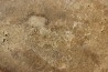 bois fossile - conifère - Permien - Gignac, 84 - FRANCE