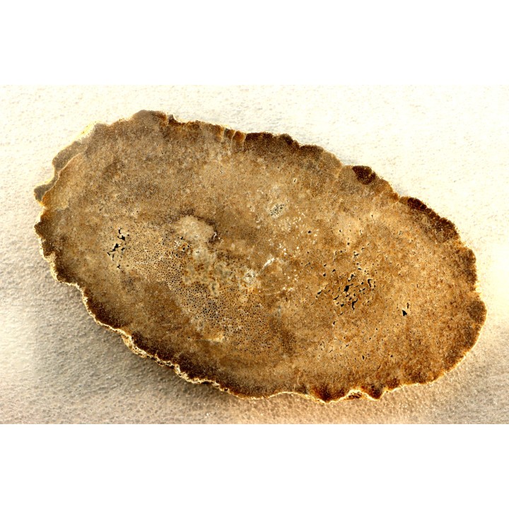 bois fossile - conifère - Permien - Gignac, 84 - FRANCE