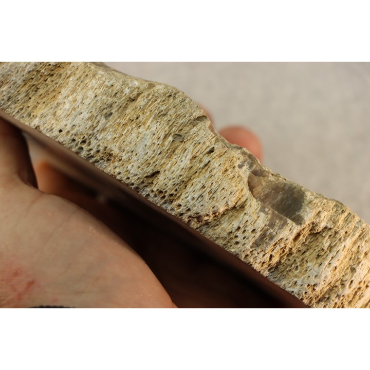 bois fossile - conifère - Permien - Gignac, 84 - FRANCE