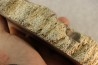 bois fossile - conifère - Permien - Gignac, 84 - FRANCE