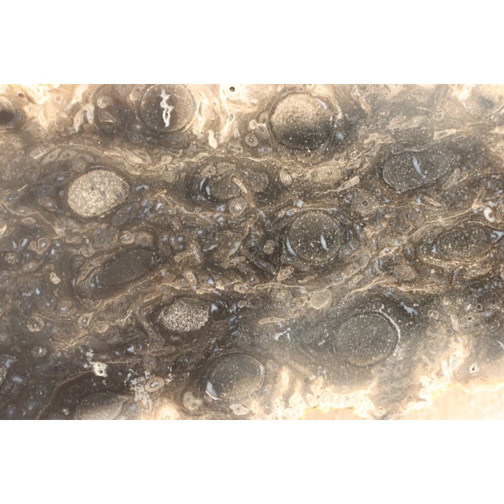 fossil wood - conifère - Permian - Gignac, 84- FRANCE