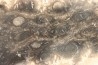 fossil wood - conifère - Permian - Gignac, 84- FRANCE