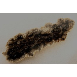 bois fossile - conifère - Permien - Gignac, 84 - FRANCE