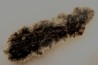 bois fossile - conifère - Permien - Gignac, 84 - FRANCE